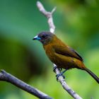 Noch 'n Vogel - Rio Celeste - Costa Rica