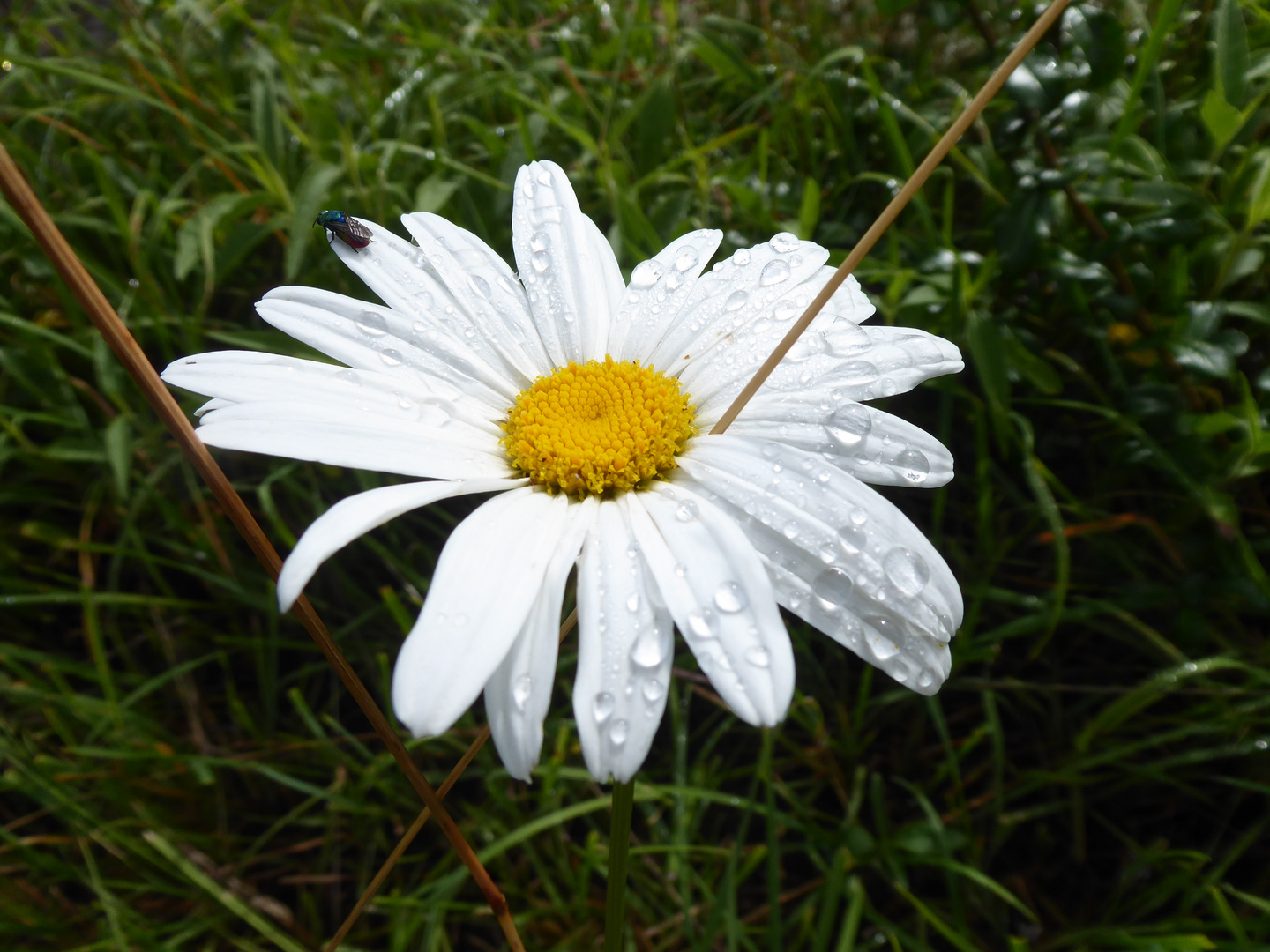 Noch nass vom Regen