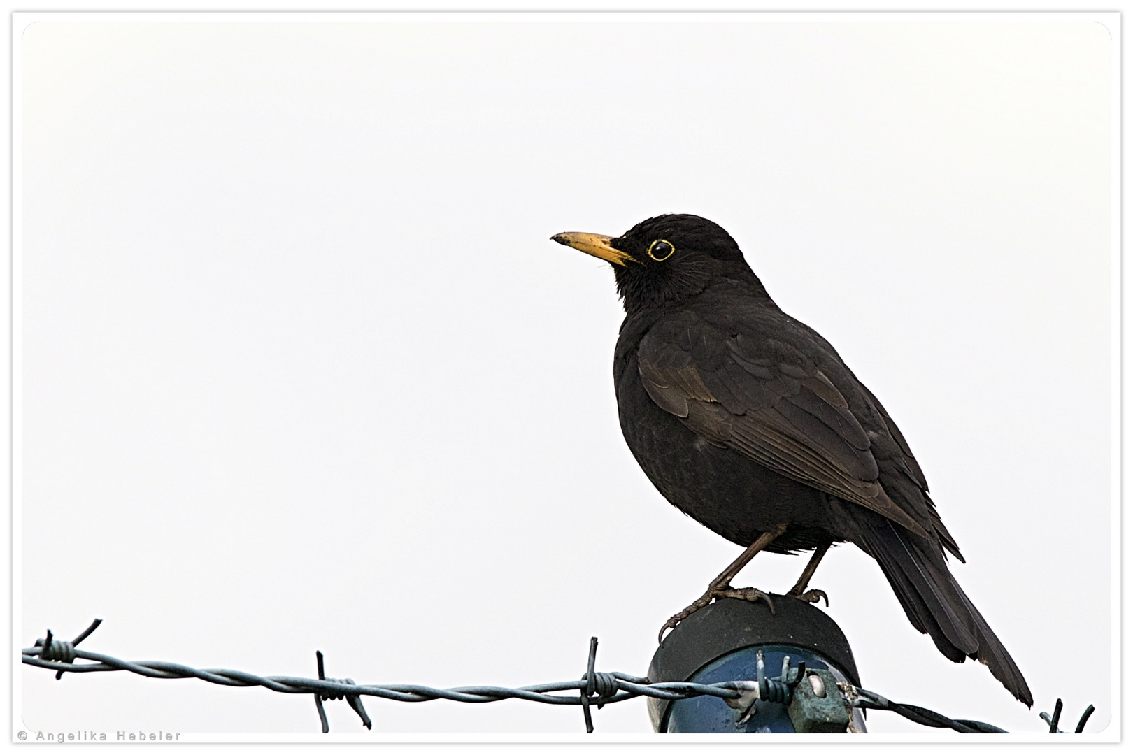 noch ´ne Amsel