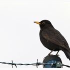 noch ´ne Amsel