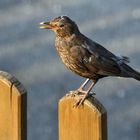 Noch ne Amsel, hab ja noch nicht genug