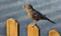 Noch ne Amsel, hab ja noch nicht genug