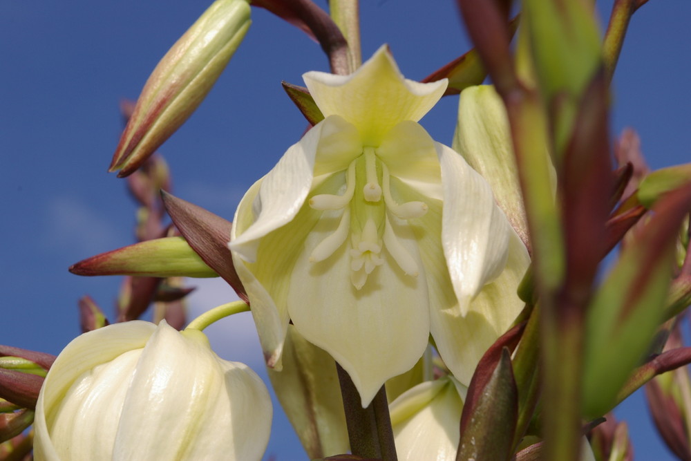 Noch ne Blüte !