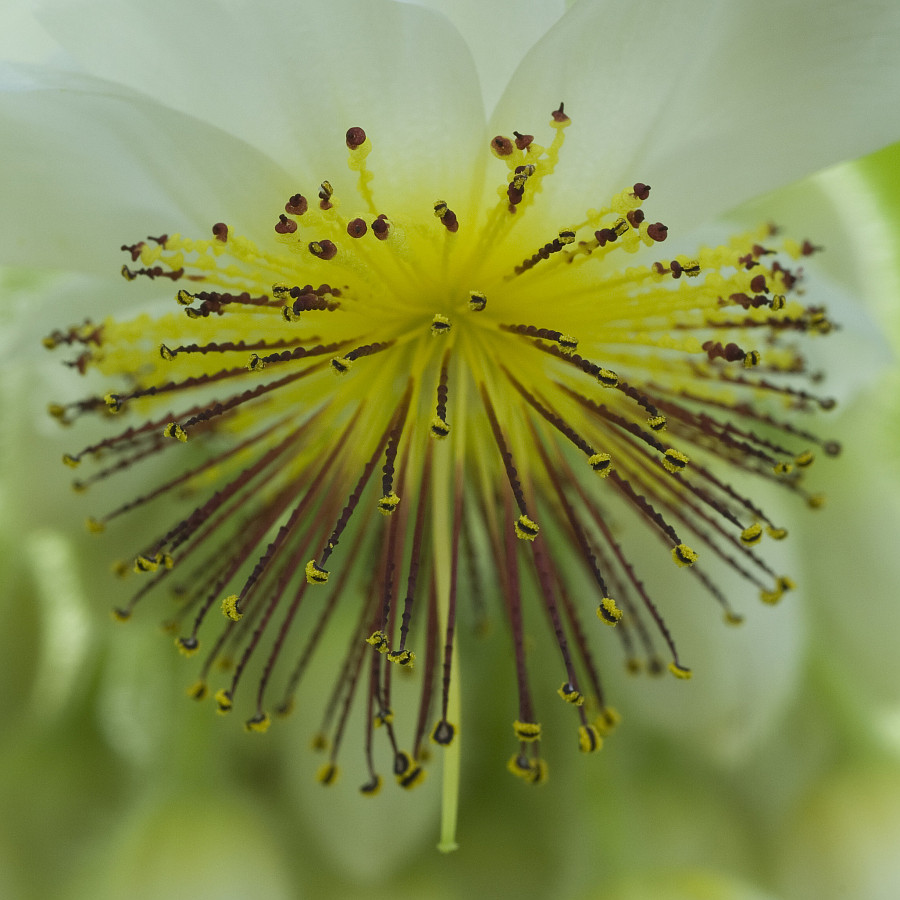 Noch ne Blüte