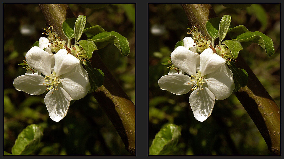 [ noch 'ne blüte ]