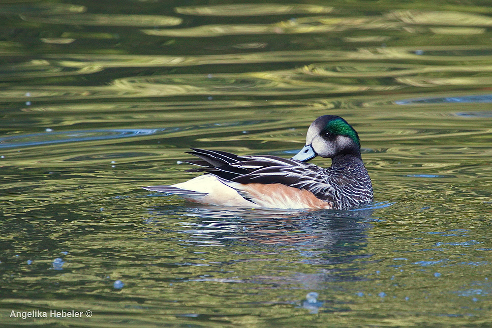 "noch ´ne Ente"