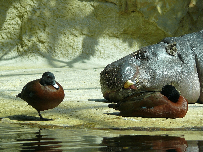 Noch 'ne Ente als Nachtisch?