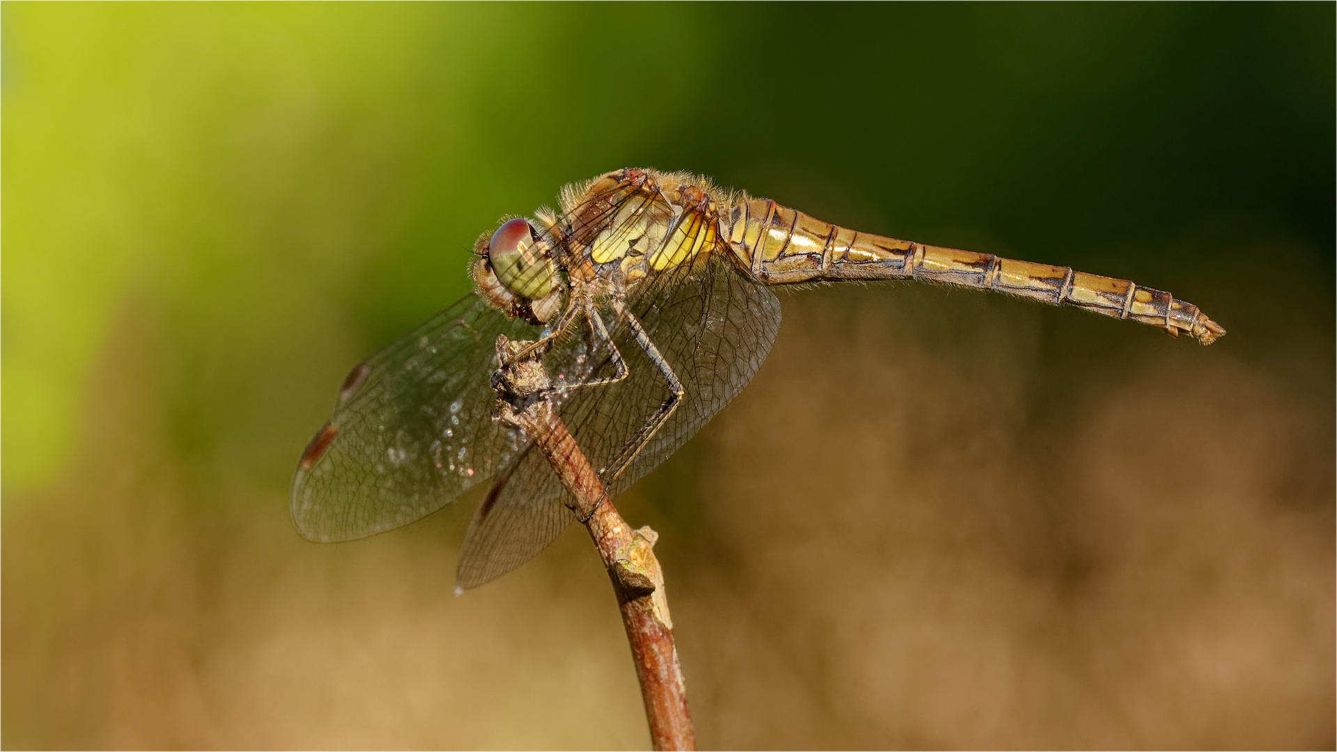  noch ne Grosse Heidelibelle (Sympetrum striolatum) ..