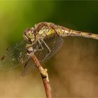  noch ne Grosse Heidelibelle (Sympetrum striolatum) ..