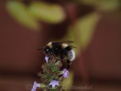 noch ne Hummel