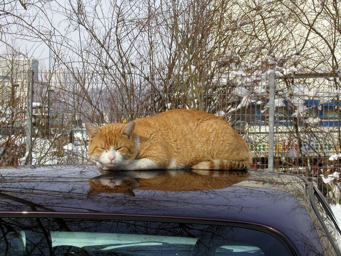 Noch ne Katze auf dem.....