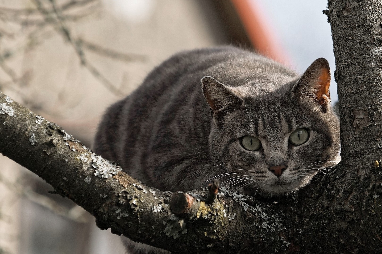 Noch ne Katze aus Katerbow