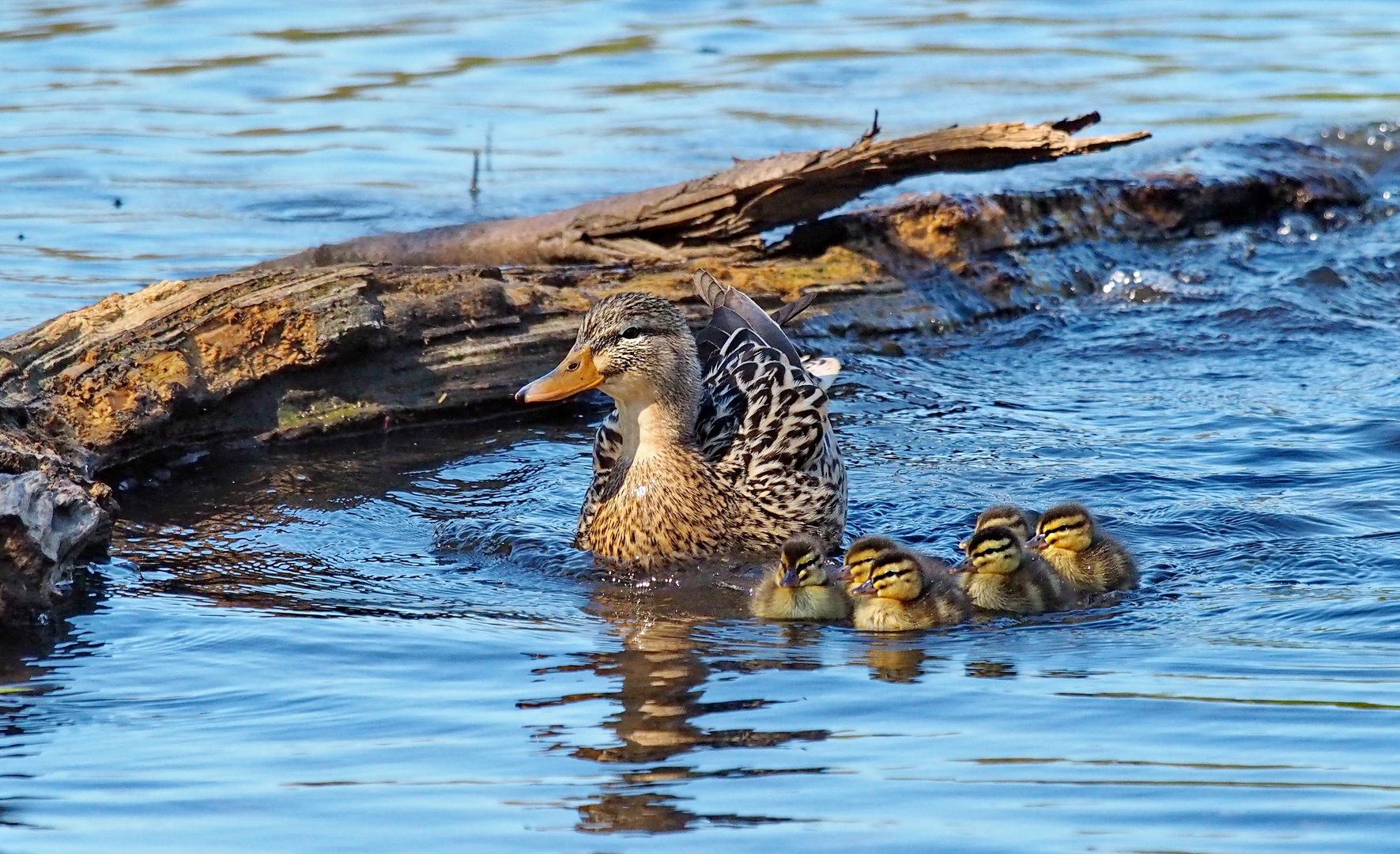 noch ne kleine Familie