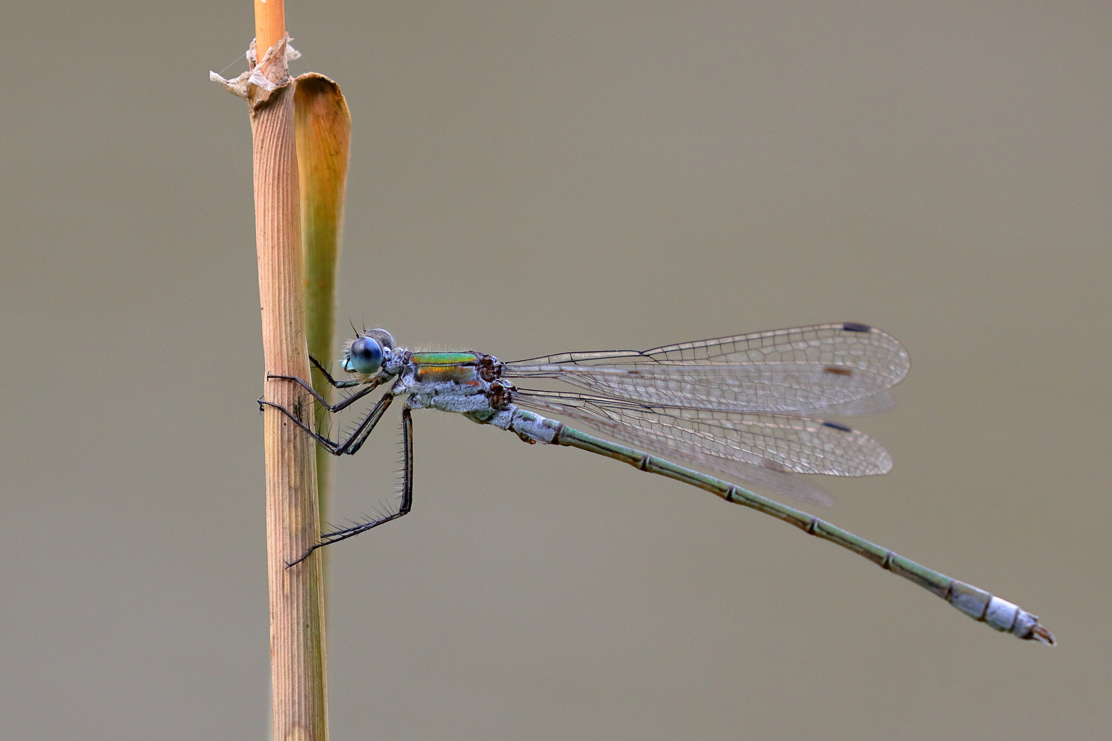 Noch ´ne kleine Libelle