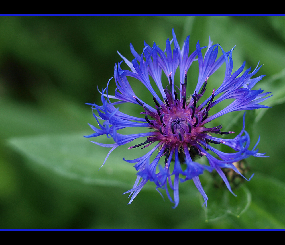 Noch ne Kornblume, die eigentlich 'ne Berg-Flockenblume ist :-)