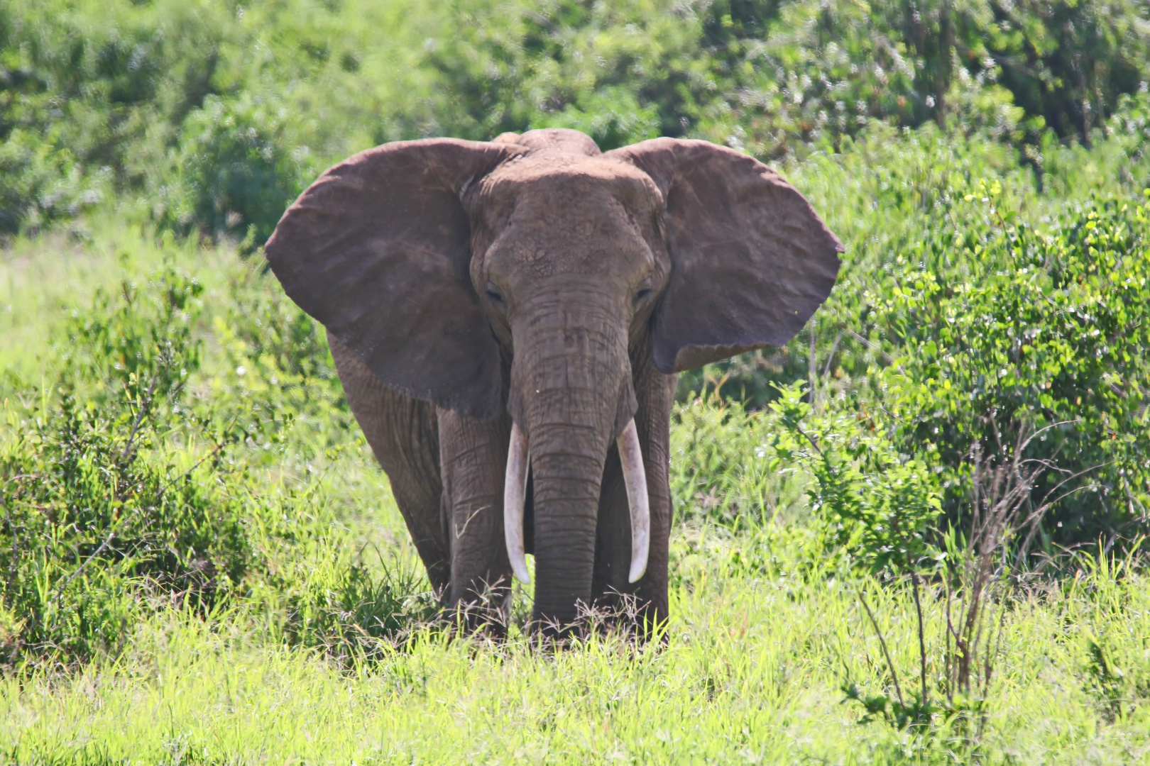 noch ne Langnase Foto & Bild | natur, afrika, tiere Bilder auf ... noch ne Langnase Foto & Bild | natur, afrika, tiere Bilder auf ...