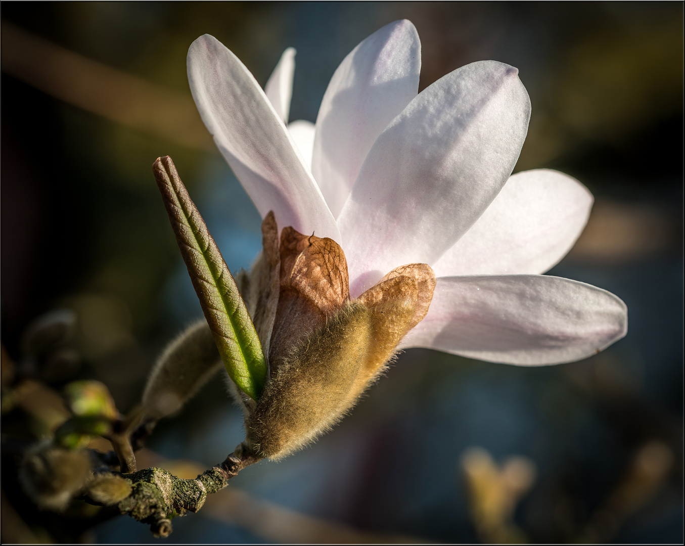 Noch ´ne Magnolie..