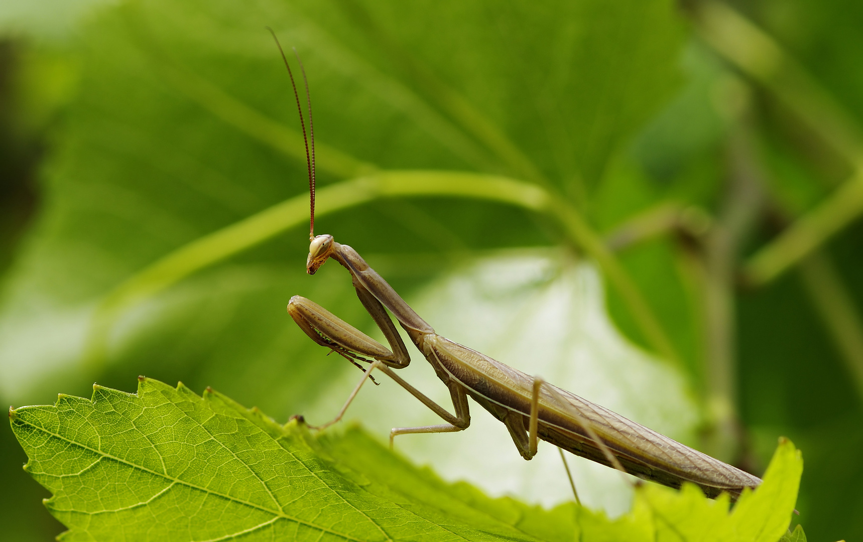 Noch ne Mantis - diesmal in Braun