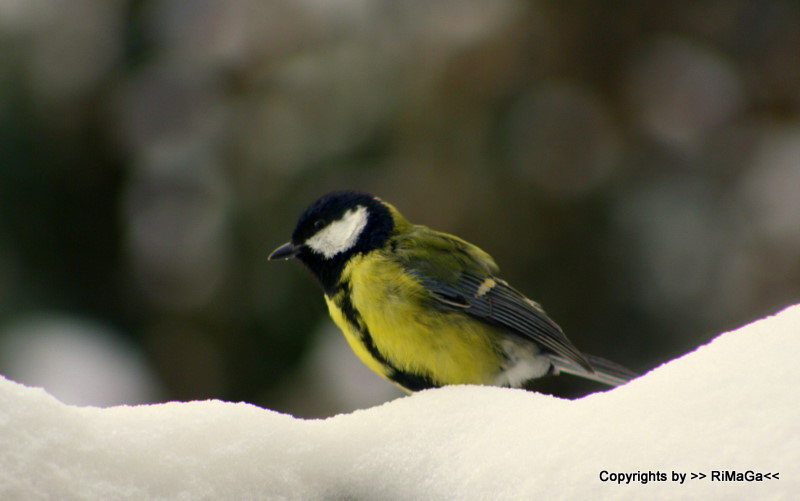 noch `ne Meise im Schnee