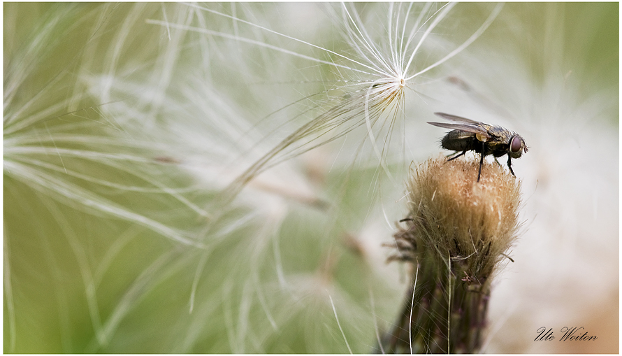 noch ne normale Fliege