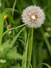 ... noch ne PusteBlume