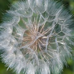 noch `ne Pusteblume