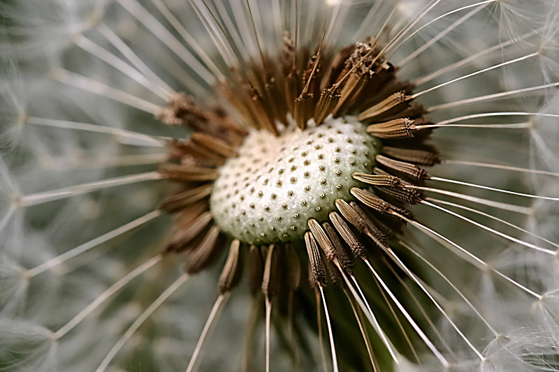 noch ne Pusteblume