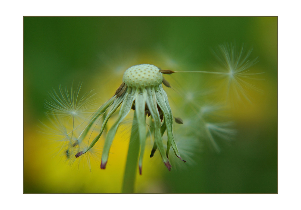 noch ne pusteblume