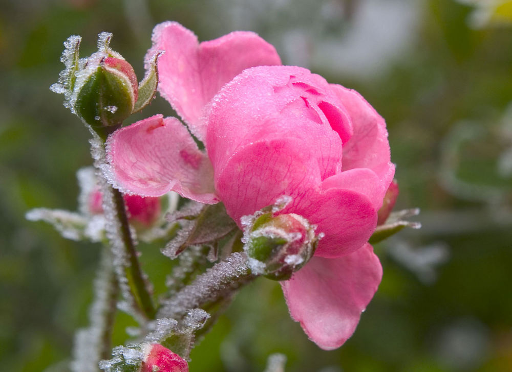 ... noch ´ne Rose im Winter - Pur