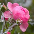 ... noch ´ne Rose im Winter - Pur