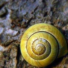 noch 'ne Schnecke