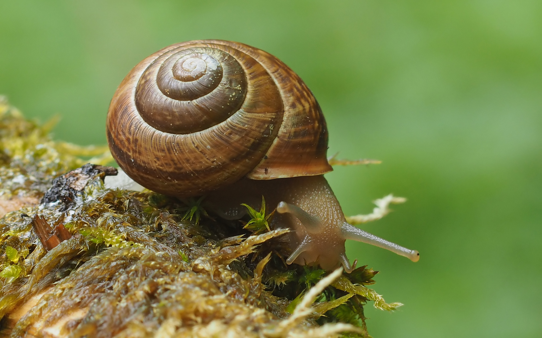 Noch ne Schnecke Foto & Bild | wald, makro, natur Bilder auf fotocommunity