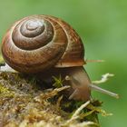 Noch ne Schnecke