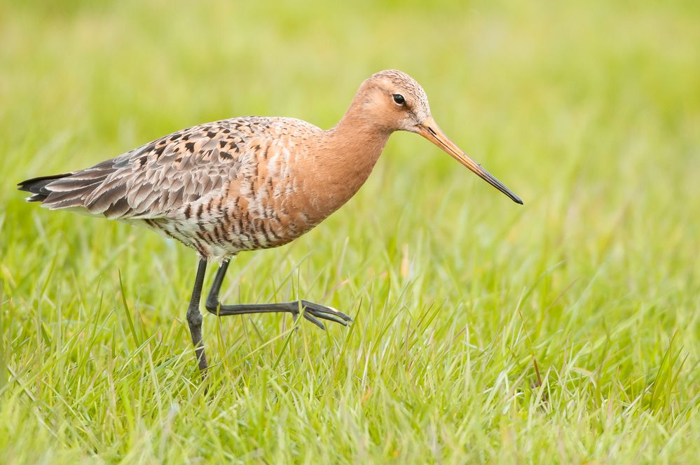 Noch ne Schnepfe Foto & Bild | tiere, wildlife, wild lebende vögel ...