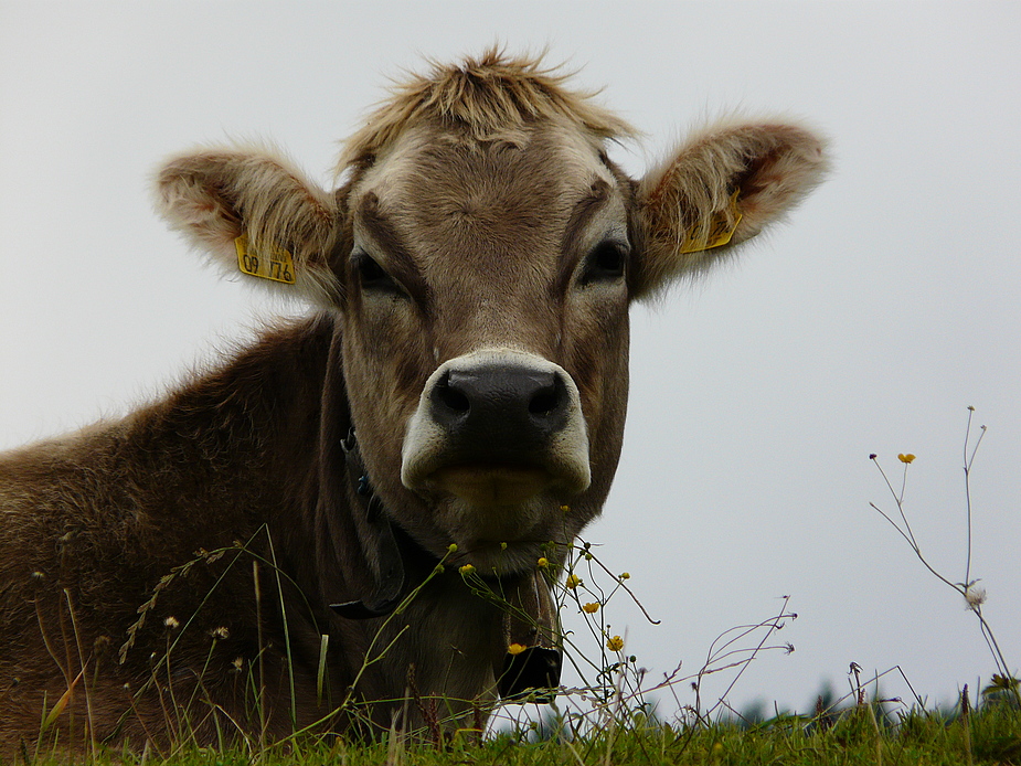 noch ne schöne Kuh Foto & Bild tiere, tierdetails, natur Bilder auf