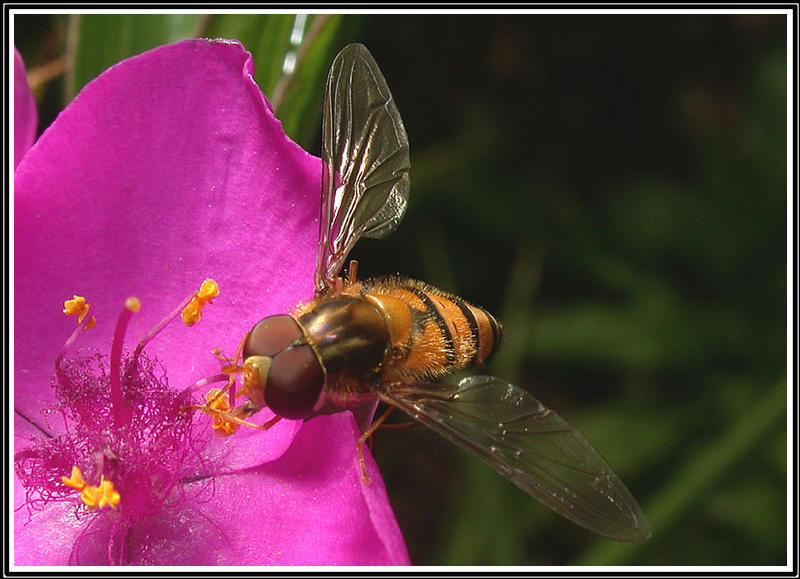 Noch 'ne Schwebfliege