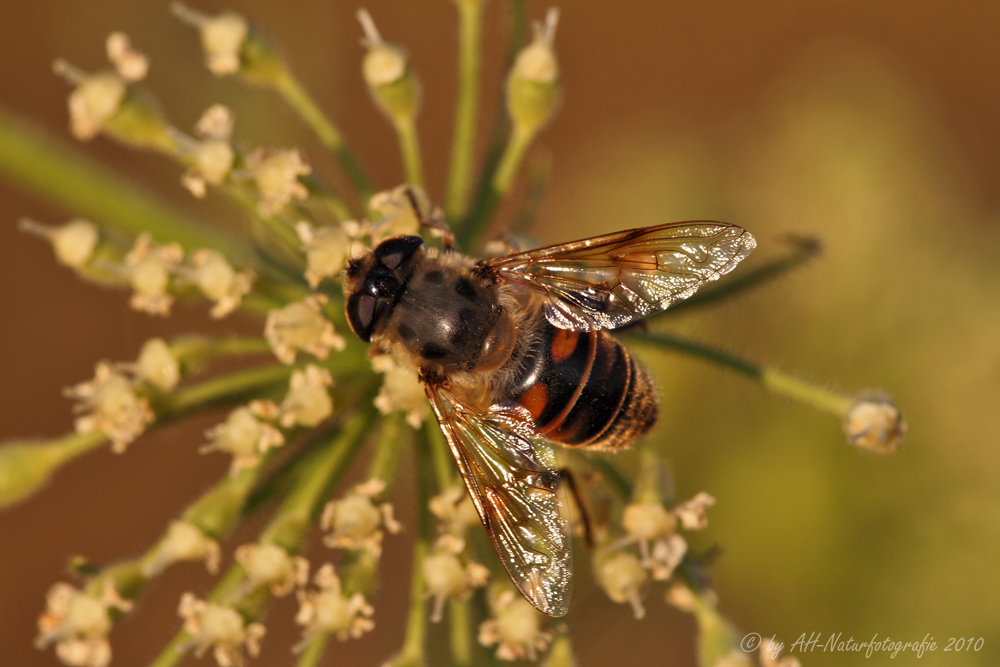 Noch 'ne Schwebfliege...