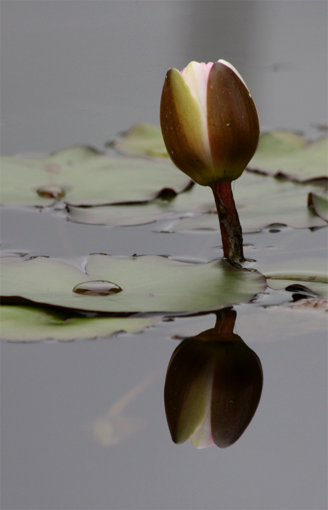 noch 'ne Seerose