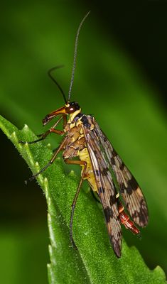 noch ne Skorpionsfliege (w)