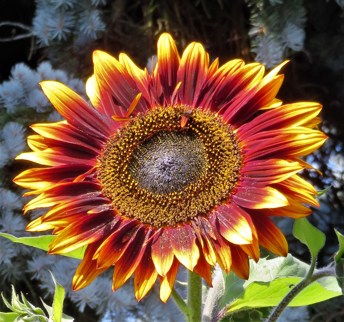 Noch ne Sonnenblume Foto & Bild pflanzen, pilze & flechten, blüten