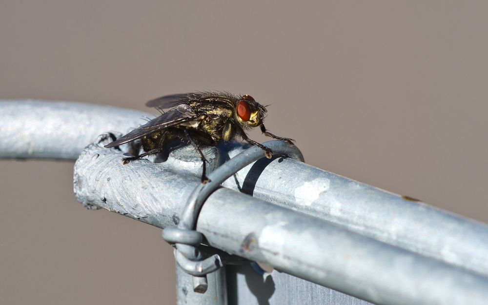 noch 'ne Stubenfliege