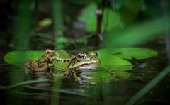 Noch ne Teichhupe (Kleiner Wasserfrosch/Rana lessonae)