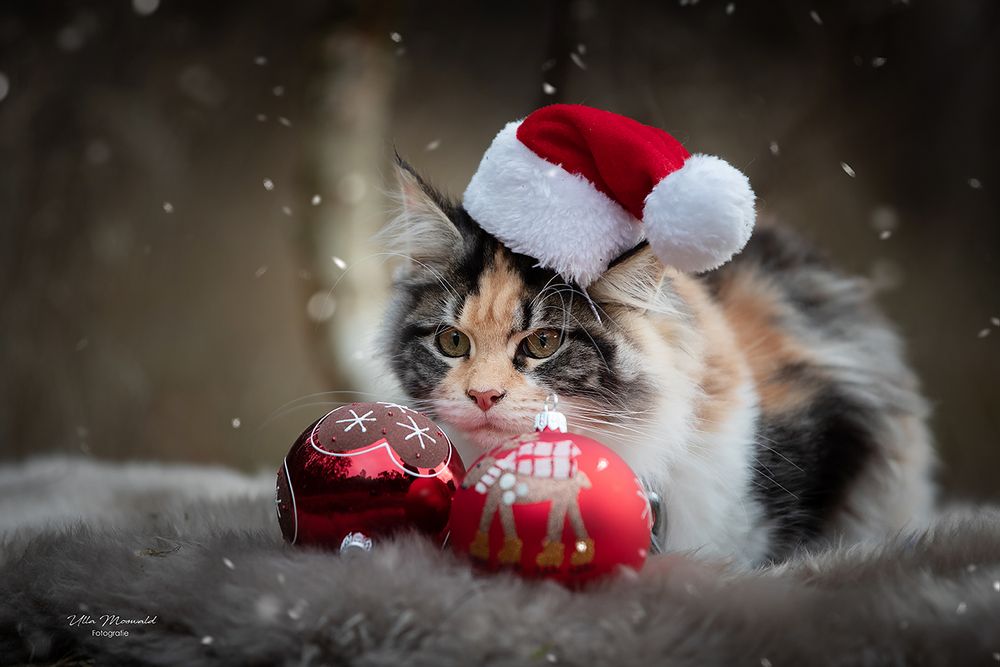 ...noch 'ne Weihnachtskatze... Foto & Bild | katze, hauskatze, cat