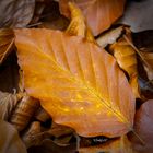 Noch nein letzter Gruß vom Herbst-1