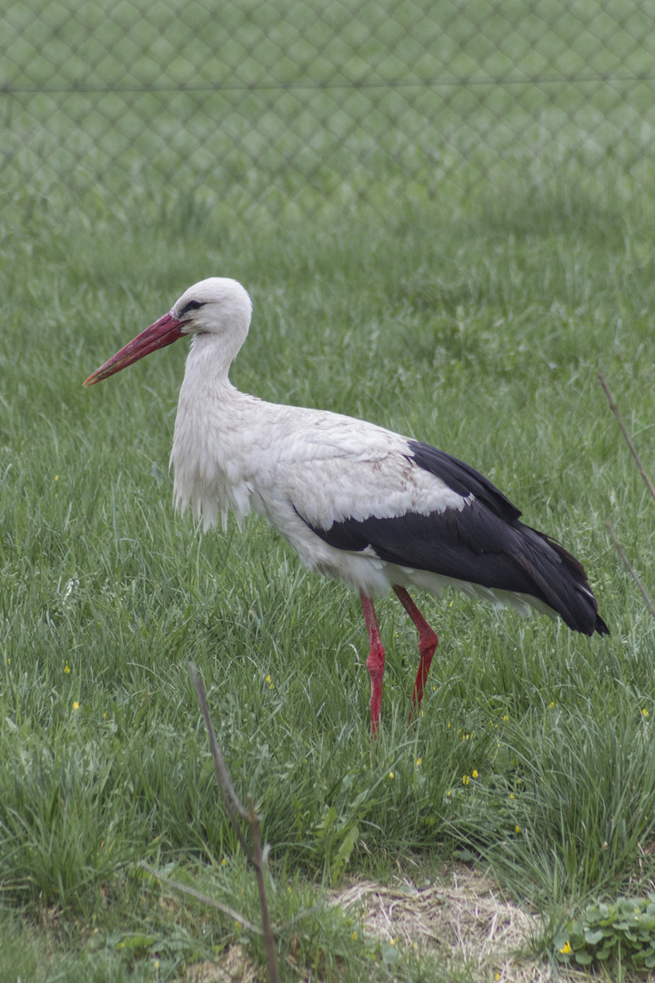 noch nen Storch