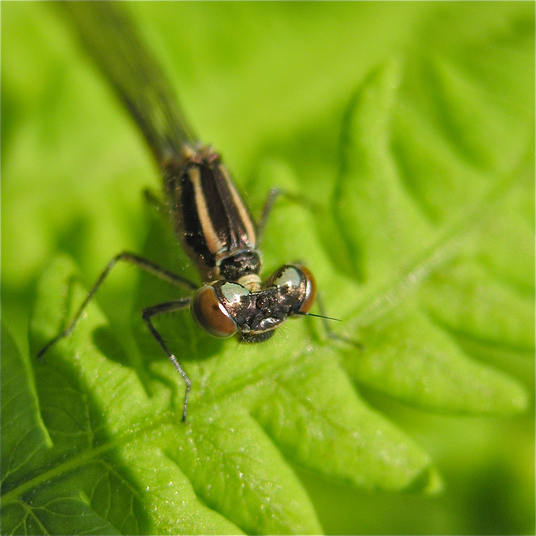 Noch nicht ausgefärbte Hufeisen-Azurjungfer (Coenagrion puella), Weibchen