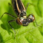 Noch nicht ausgefärbtes Weibchen der Azur-Hufeisenjungfer (Coenagrion puella)