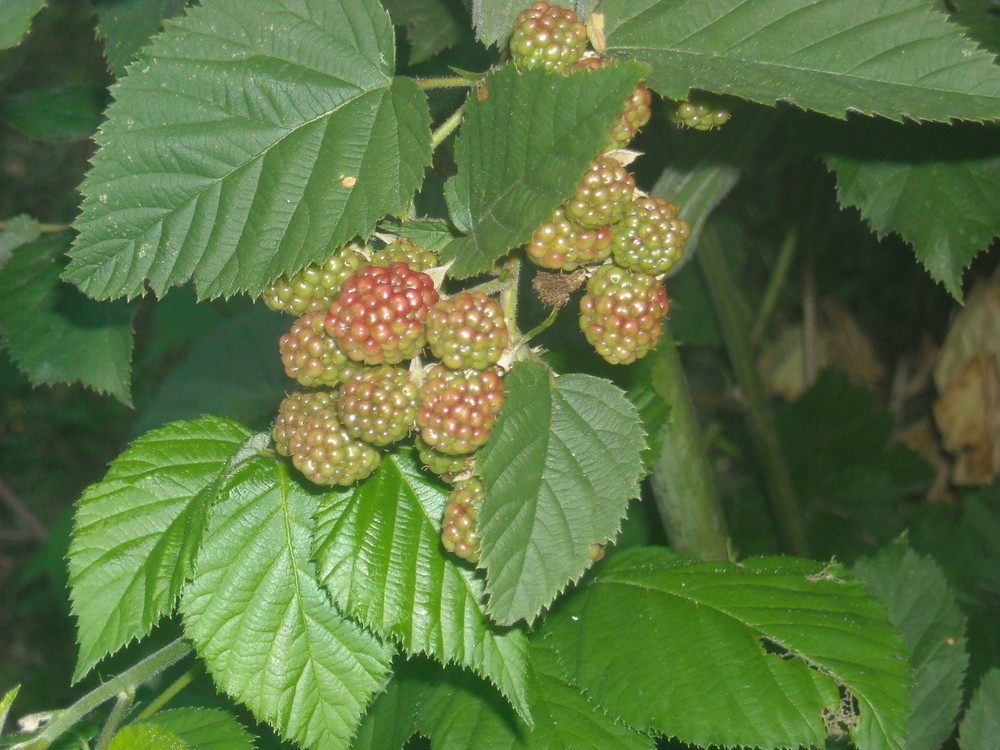 noch nicht ausgereifte Himmbeeren