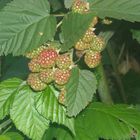 noch nicht ausgereifte Himmbeeren