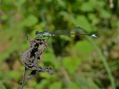 Noch nicht ausgereiftes Männchen der Großen Pechlibelle (Ischnura elegans)